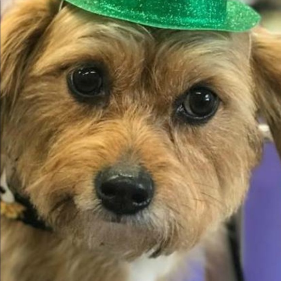 Meet Your Posher! - Picture 5 of 7